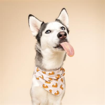 Pie Dog Bandana