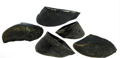 Cow Hooves -- Quantity of Ten