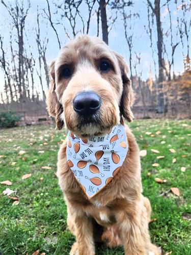 Thanksgiving Bandana | Turkey Bandana | Holiday Dog Bandana | Fall Bandana | LEG DAY