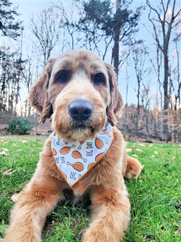 Thanksgiving Bandana | Turkey Bandana | Holiday Dog Bandana | Fall Bandana | LEG DAY