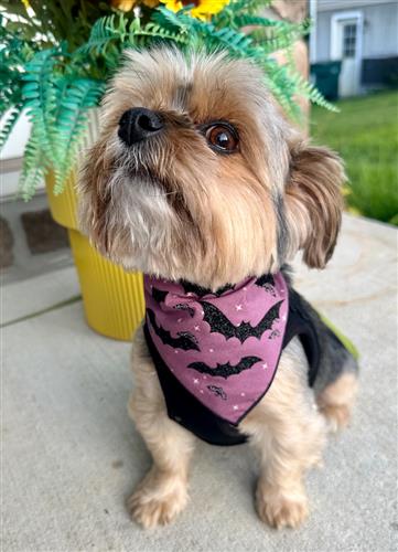 Halloween Bandana | Halloween Dog Bandana | Fall Bandana | Baby Bats