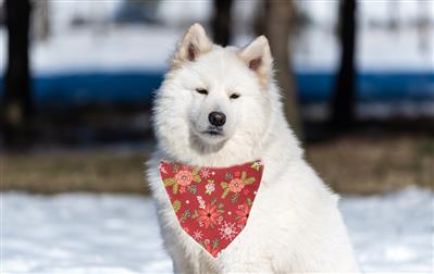Christmas Bandana |  XMAS Bandana | Holiday Bandana | Poinsettia | Dog Bandana