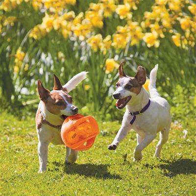 KONG® Jumbler™ Ball Dog Enrichment Toy Assorted Medium/Large