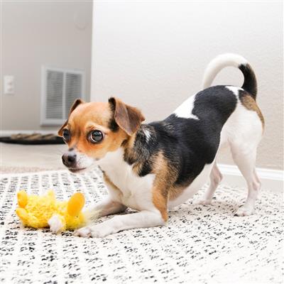 KONG® Dr. Noyz Duck Plush Dog Toy Small