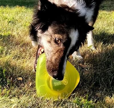 KONG® Jumbler™ Flinger Dog Enrichment Toy Assorted Small/Med