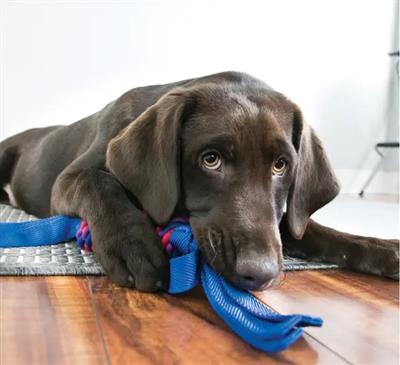 KONG® Tugga Wubba Dog Tug Toy Assorted Small