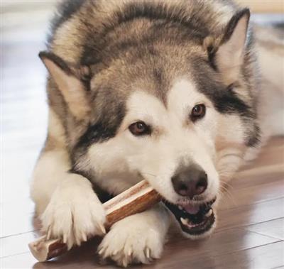 KONG® Wild Antler Split Medium