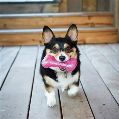 KONG® Squeezz® Crackle Bone Dog Fetch Toy Assorted Medium