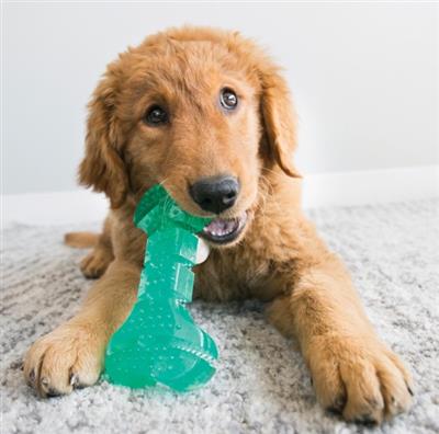 KONG® Squeezz® Dental Bone Dog Chew Toy Medium