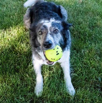 KONG® Reflex Ball Dog Fetch Toy Large