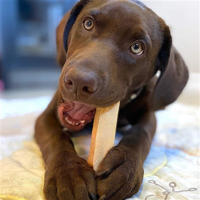 Himalayan Pet Supply Cheese Chews Xlarge for Dogs 55 Lbs & Larger