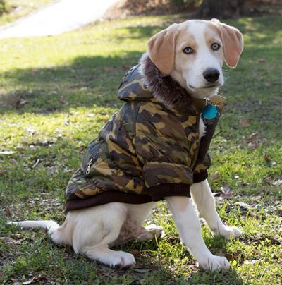 Pet Life ® Classic Camo Fashion 3M Insulated Dog Coat w/ Removable Hood – Camo - 12 Pack