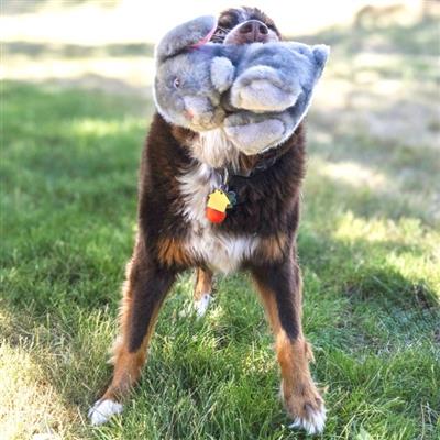 KONG Toughz Bunny Md