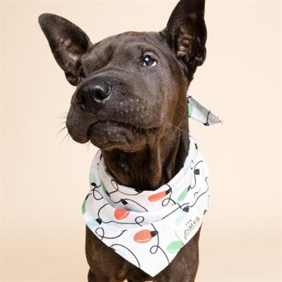 Twinkle Christmas Dog Bandana