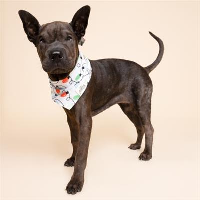Twinkle Christmas Dog Bandana