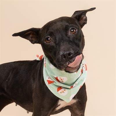 Claus Christmas Dog Bandana