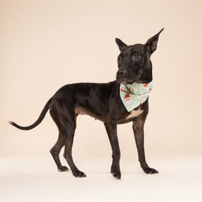 Claus Christmas Dog Bandana