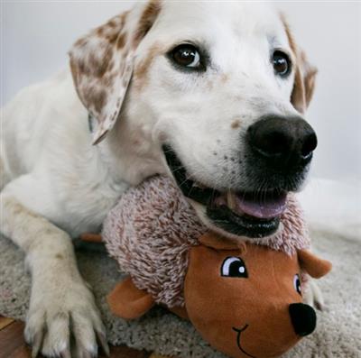 KONG® Comfort HedgeHug Dog Plush Toy Assorted Medium