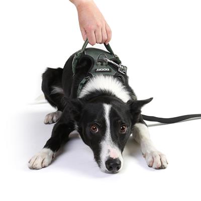 DOOG Neotech Harness SOLIDS