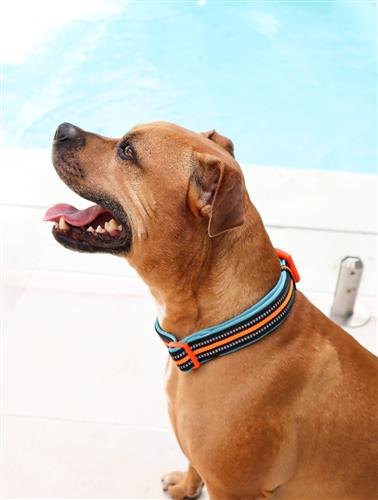 DOOG Neoprene Dog Collar NEON