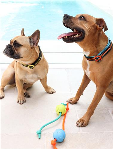 DOOG Neoprene Dog Collar NEON