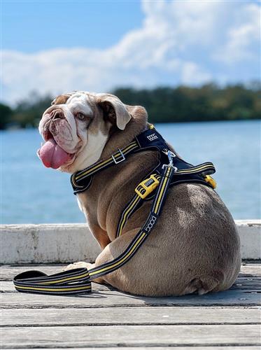 DOOG Neoprene Dog Leash NEON
