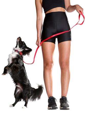 DOOG Neosport Neoprene Dog Leash SOLIDS