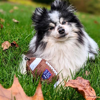HK Football Dog Toy