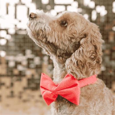 Ambrose Bow Tie | Dog Collar Bow