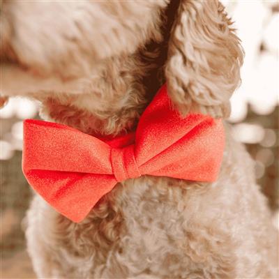 Ambrose Bow Tie | Dog Collar Bow