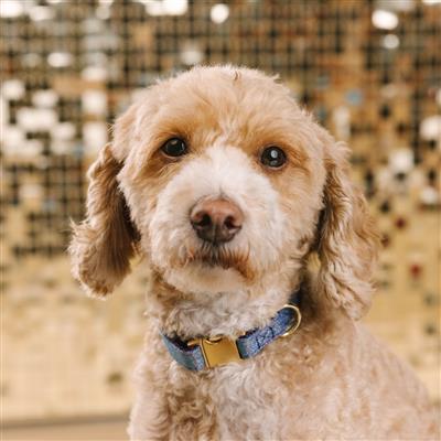 Jolie Glitter | Dog Collar