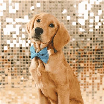 Jolie Bow Tie | Dog Collar Bow