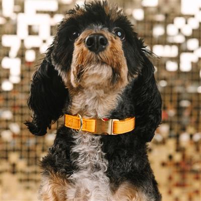 Keaton Glitter | Dog Collar