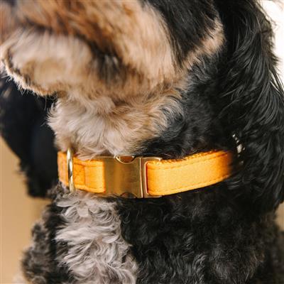 Keaton Glitter | Dog Collar