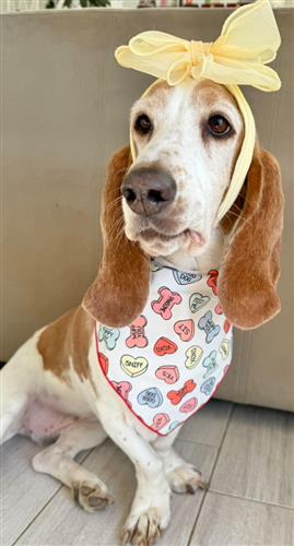 Valentine Bandana | Valentines Day Bandana | Valentine Arrows | Dog Bandana