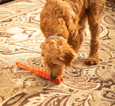 ThoozyPet Knotted Stick Rope Dog Toy with Handle Orange 11"