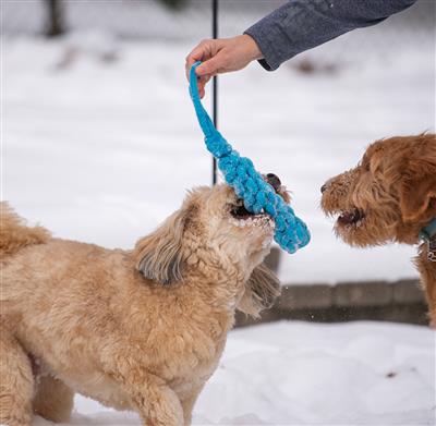 ThoozyPet Knotted Stick Rope Dog Toy with Handle Blue 11"