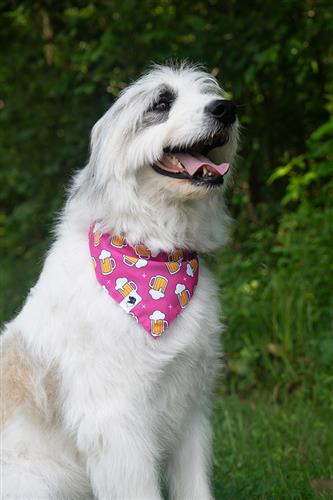 Cheers and Beers Tie On Dog Bandana