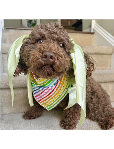 Birthday Bandana |  Birthday Dog Bandana | Happy Birthday Bandana | Party Bandana