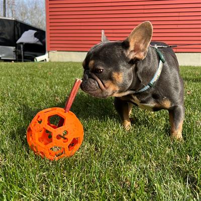 GOAT Sport Flex-a-ball Dog Toy - 5"