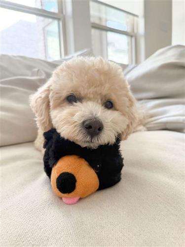 Tall Tails Black Bear Indoor Fetch Ball 2-in-1 Dog Toy
