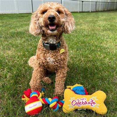 Tall Tails Let's Celebrate 3-Piece Gift Box