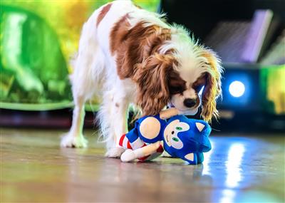 Multipet Sega Sonic Plush Dog Toy 10"