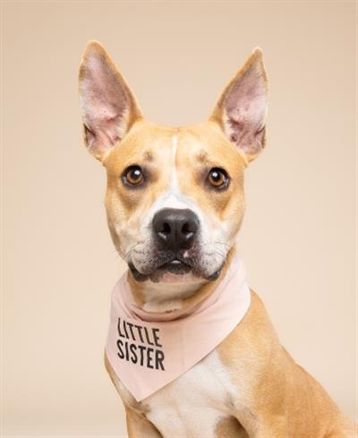 Little Sister Dog Bandana