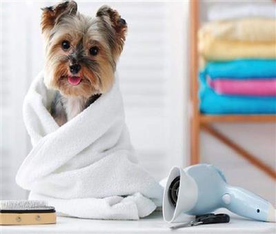 ThoozyPet 6pk 100% Cotton Towels with Red Paw 20" x 40"