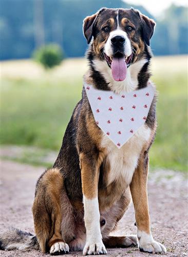 Summer Crab Bandana | Nautical Bandana | Summer Bandana | Beach Bandana | Seafood Bandana | Maryland Crab