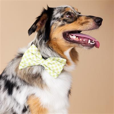 Bryce Babe Bow | Dog Collar Bow