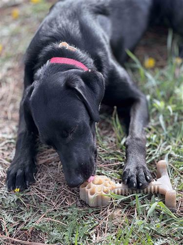 Honey Bone Dental Flower Tower eChew Ultra Durable Nylon Dog Chew Toy - XL