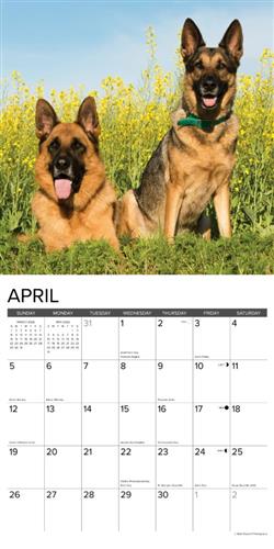 German Shepherds 2026 Wall Calendar