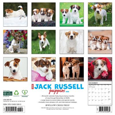Jack Russell Puppies 2026 Wall Calendar
